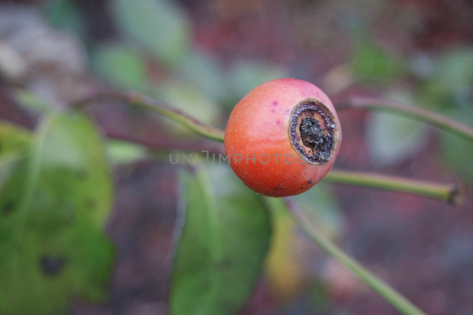 Close up of ripe red berries on branches of rose hips tree with golden leaves in autumn season