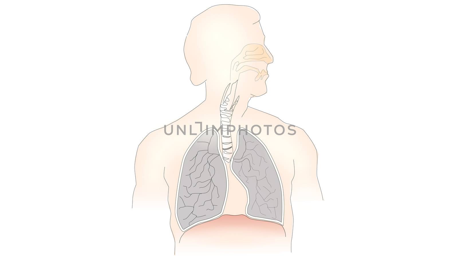 info-graphic illustration of lungs on white background with copy space for text. Lungs are part of human chest and is used for breathing purpose