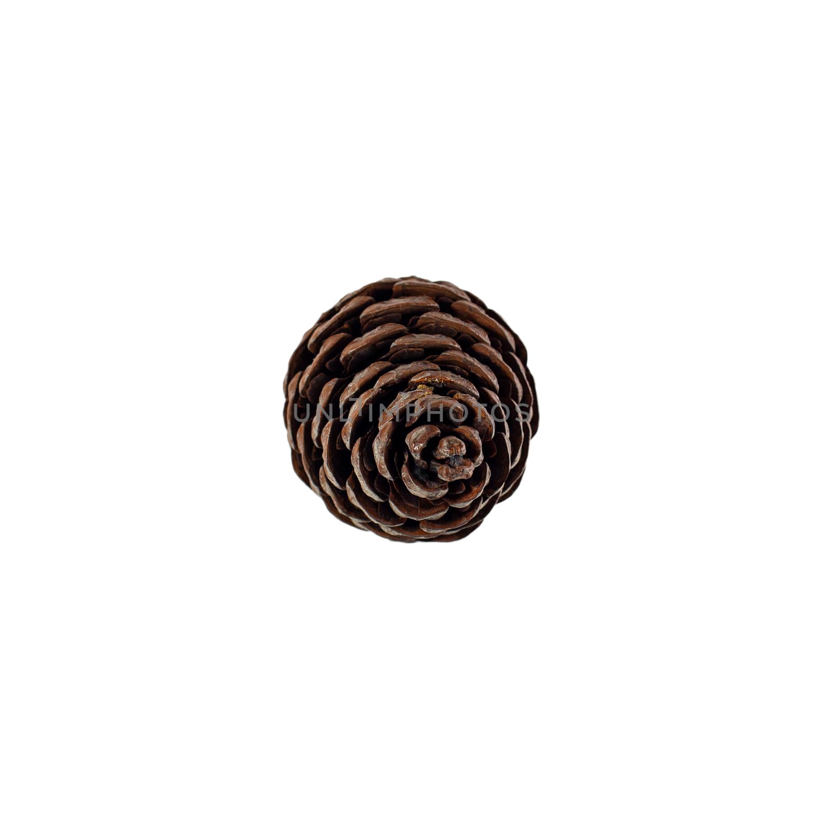brown pine cone isolated on white background by 977_ReX_977