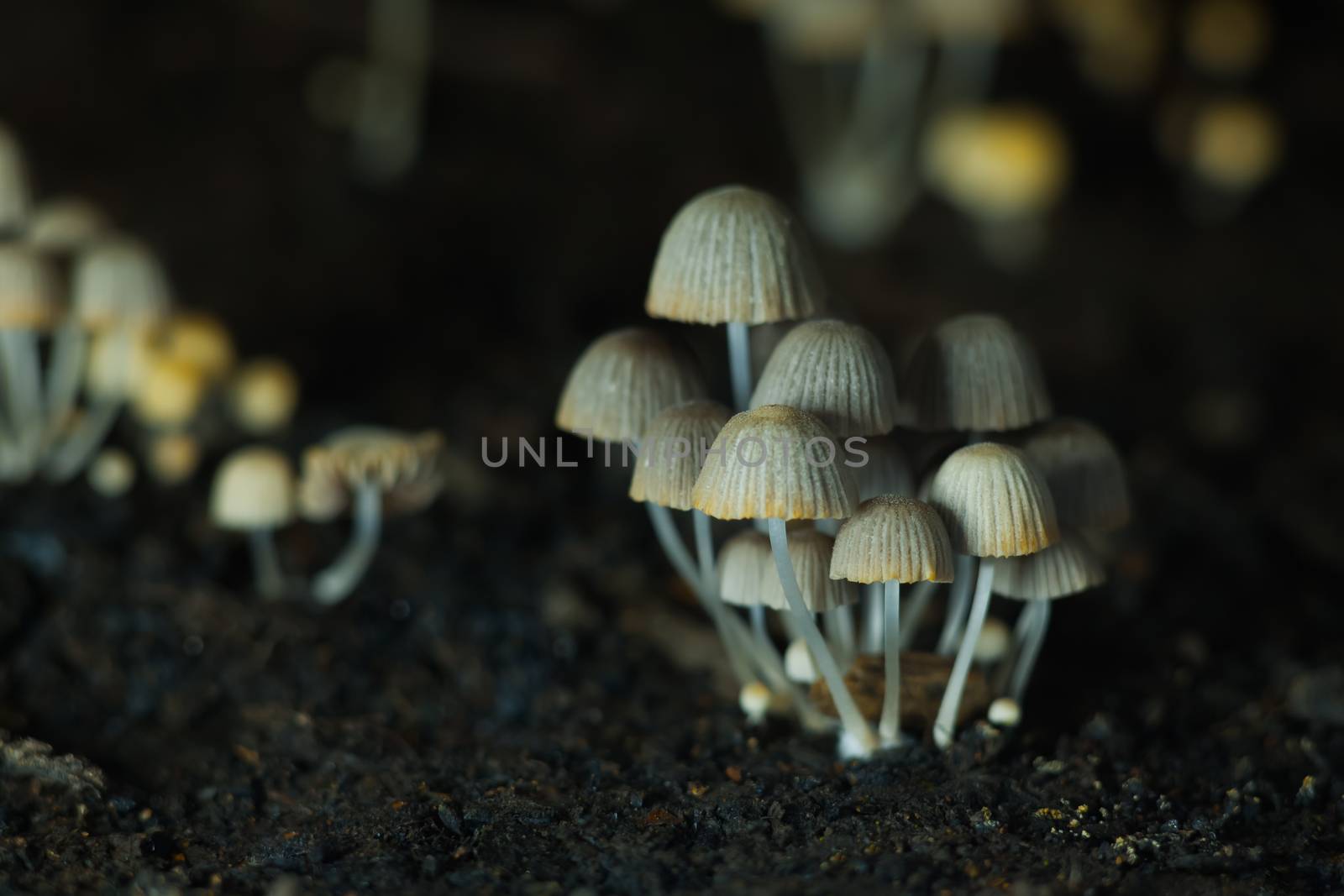 Small mushrooms toadstools. Selective focus. Back light