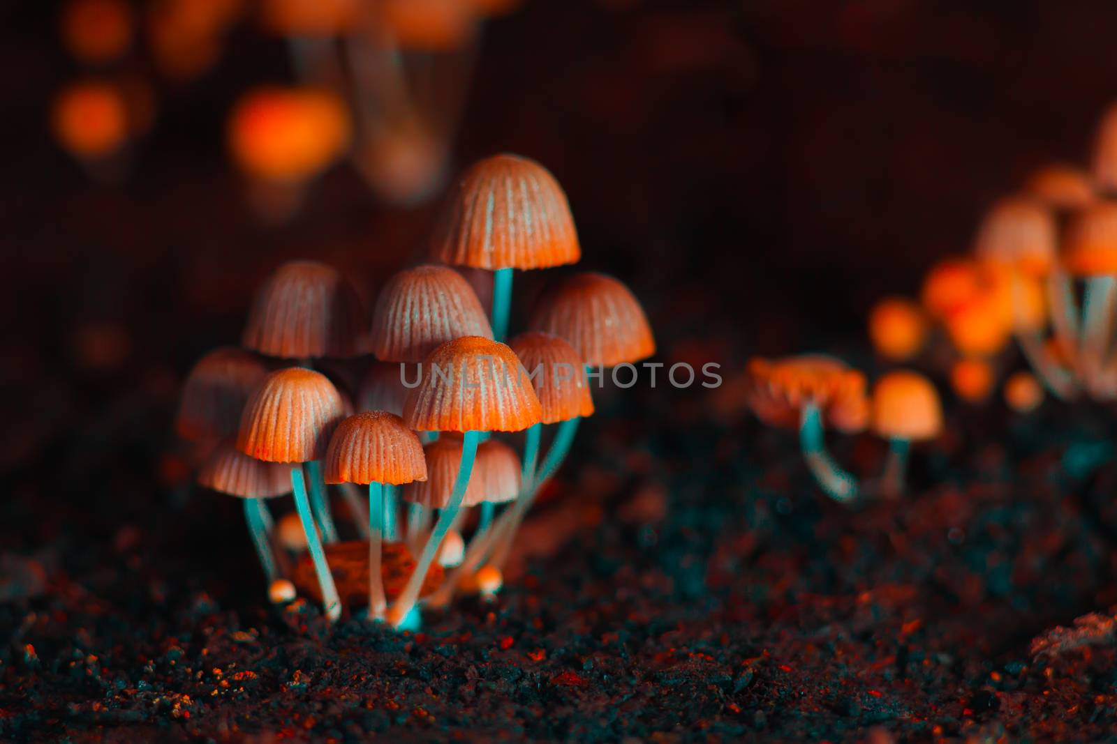 Small mushrooms toadstools. Selective focus. Back light