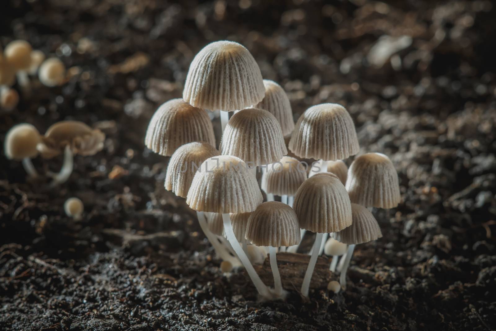 Small mushrooms toadstools. Psilocybin mushrooms on dark background by DmitrySteshenko