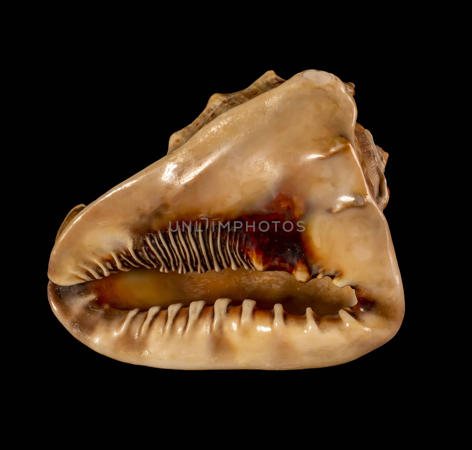 Sea shell isolated on a black background. Beautiful seashell by 977_ReX_977