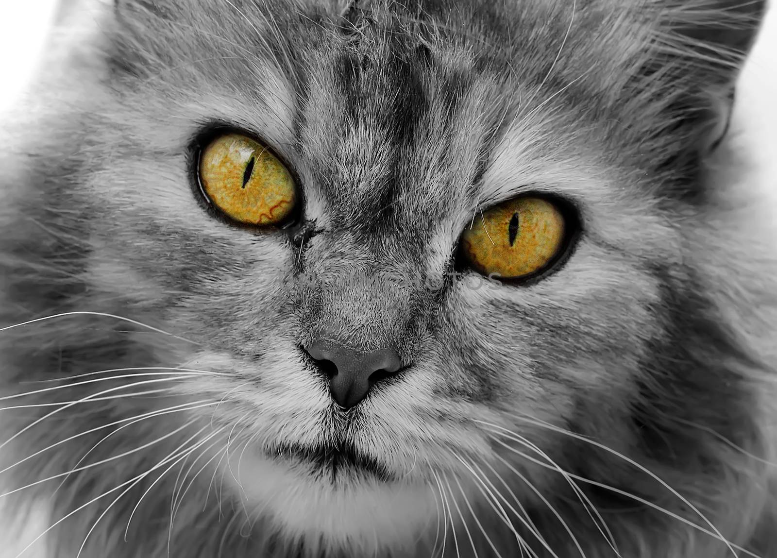 The cat is black and white. Muzzle close-up with yellow eyes.