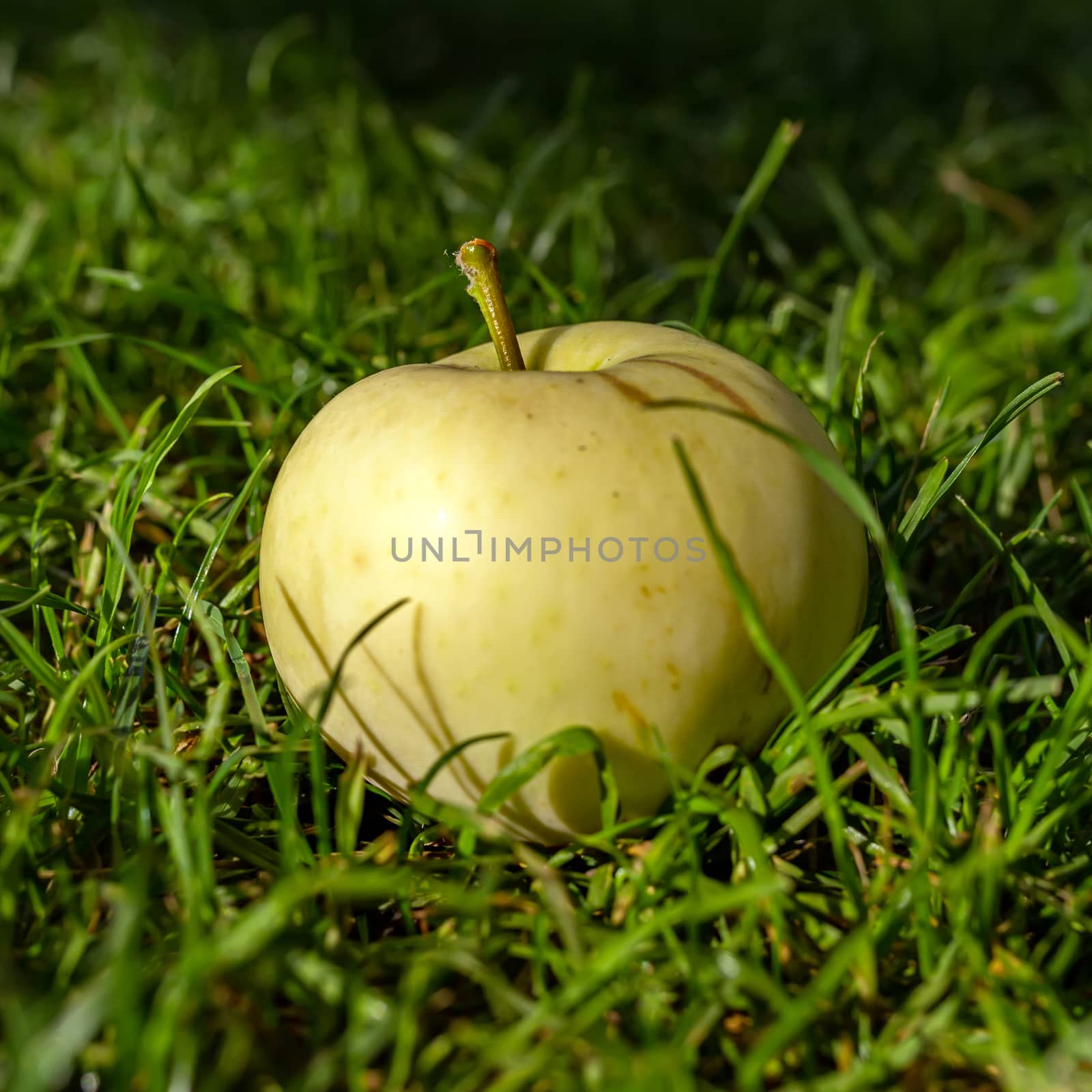 Harvest autumn. Yellow apple on green grass close-up. Square image. by 977_ReX_977