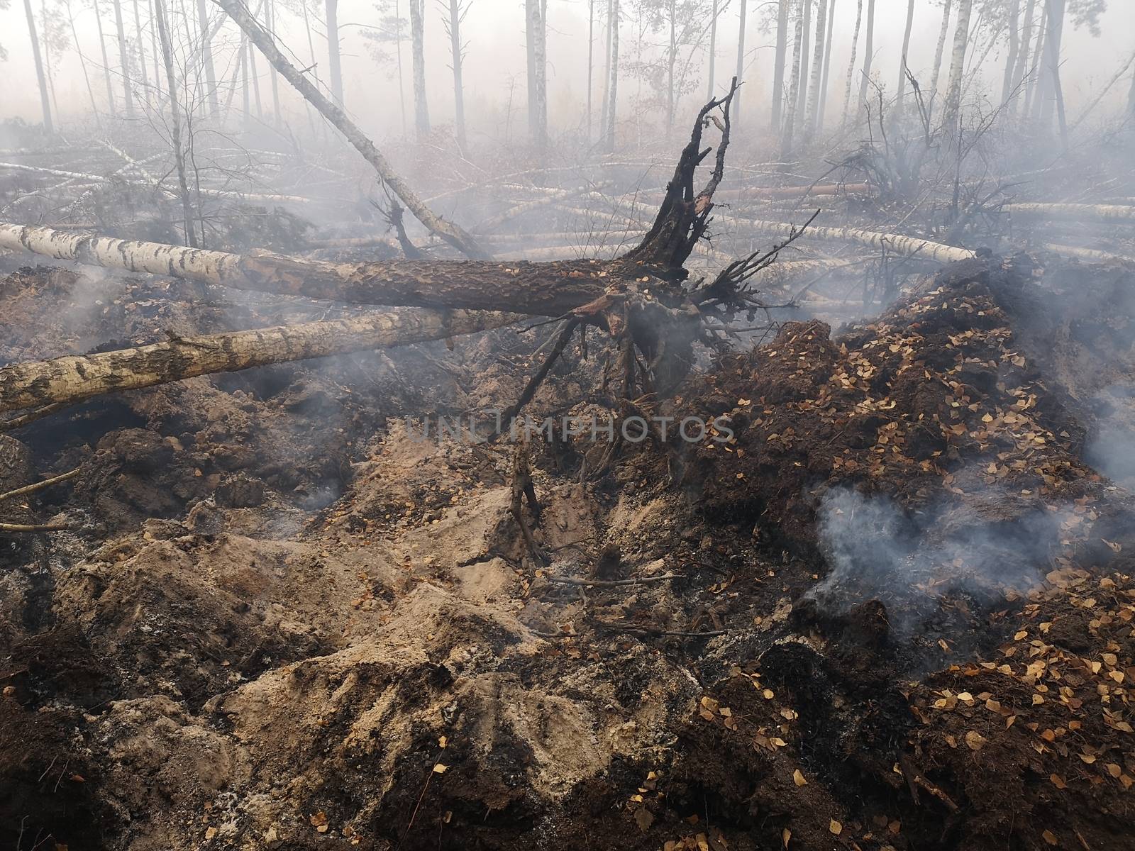 Peatlands are on fire. Forest fire and its consequences. Smoke black earth burnt. Burnt tree trunks and ashes. Charred branches.