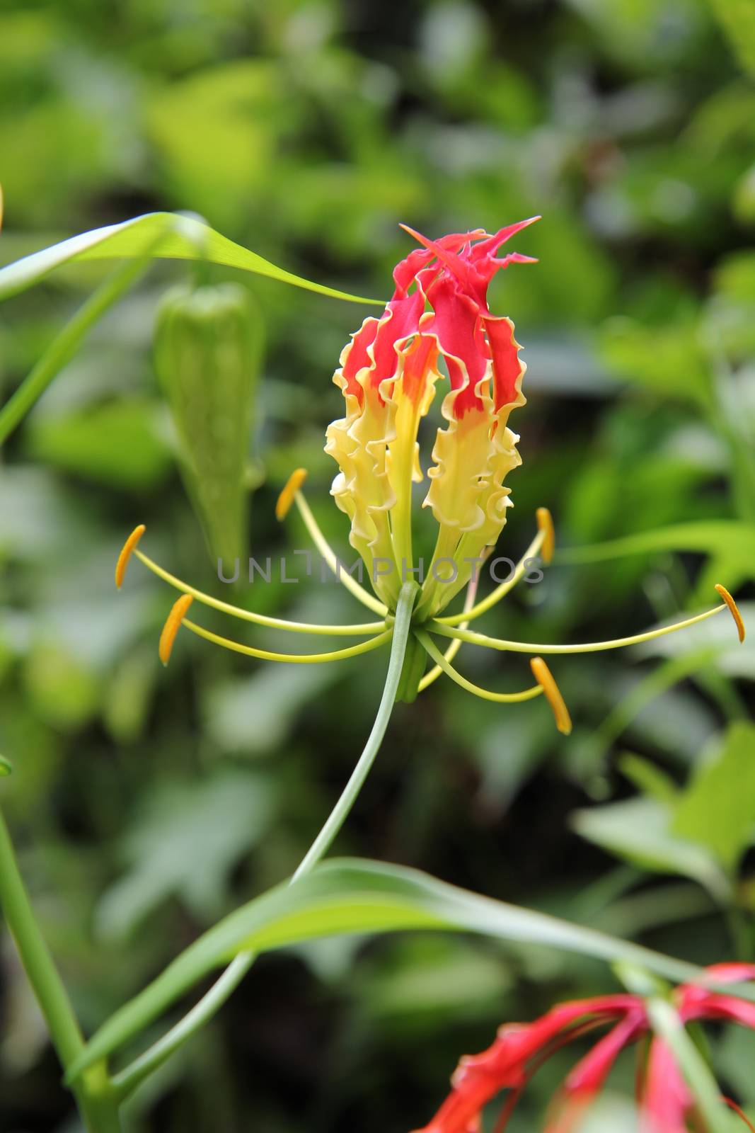 Red orchid on a background of tree leaves close-up. Tropical plant by 977_ReX_977