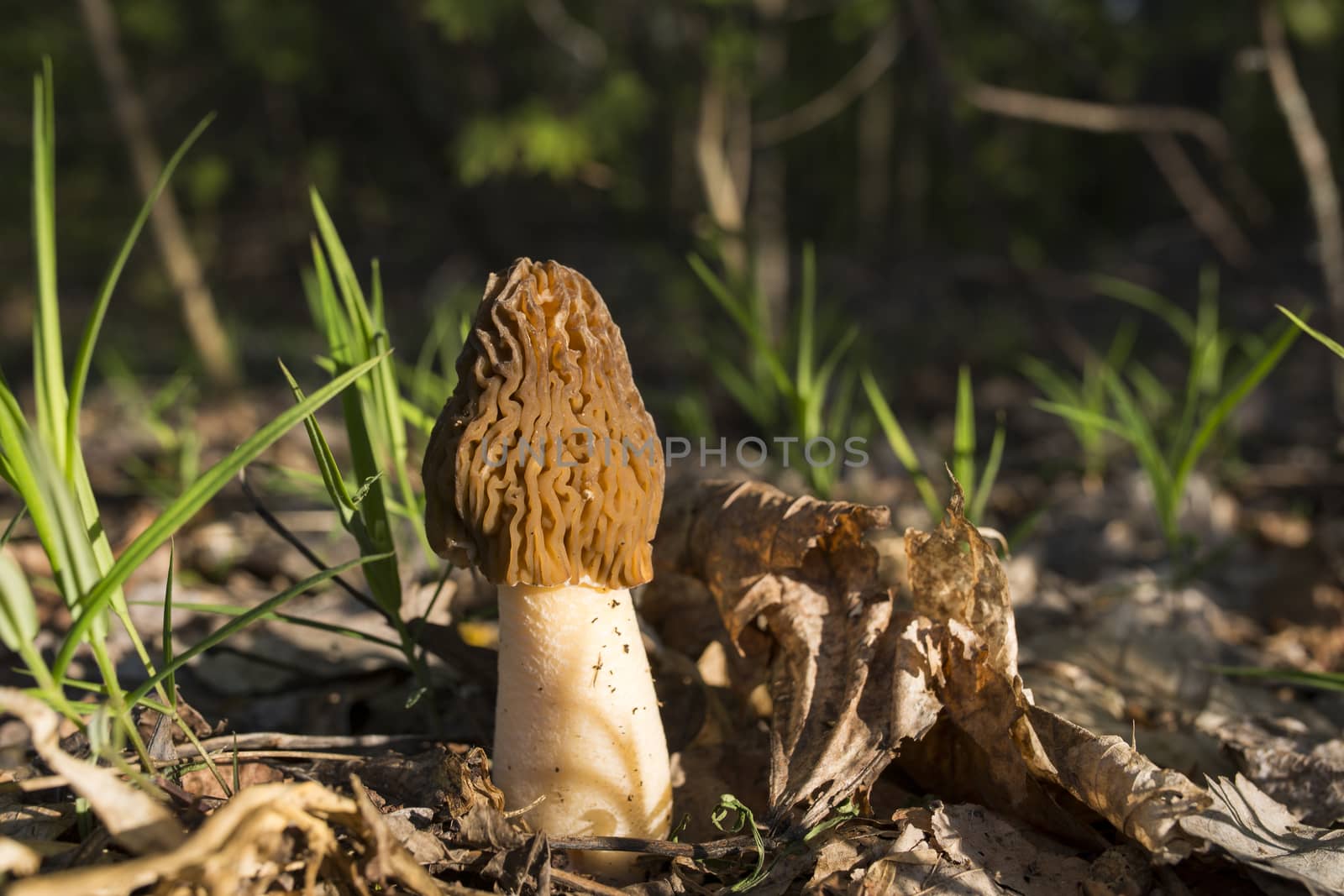 Morel mushroom cap grows in the forest and is lit by the morning sun. Spring grass. Verpa bohemica