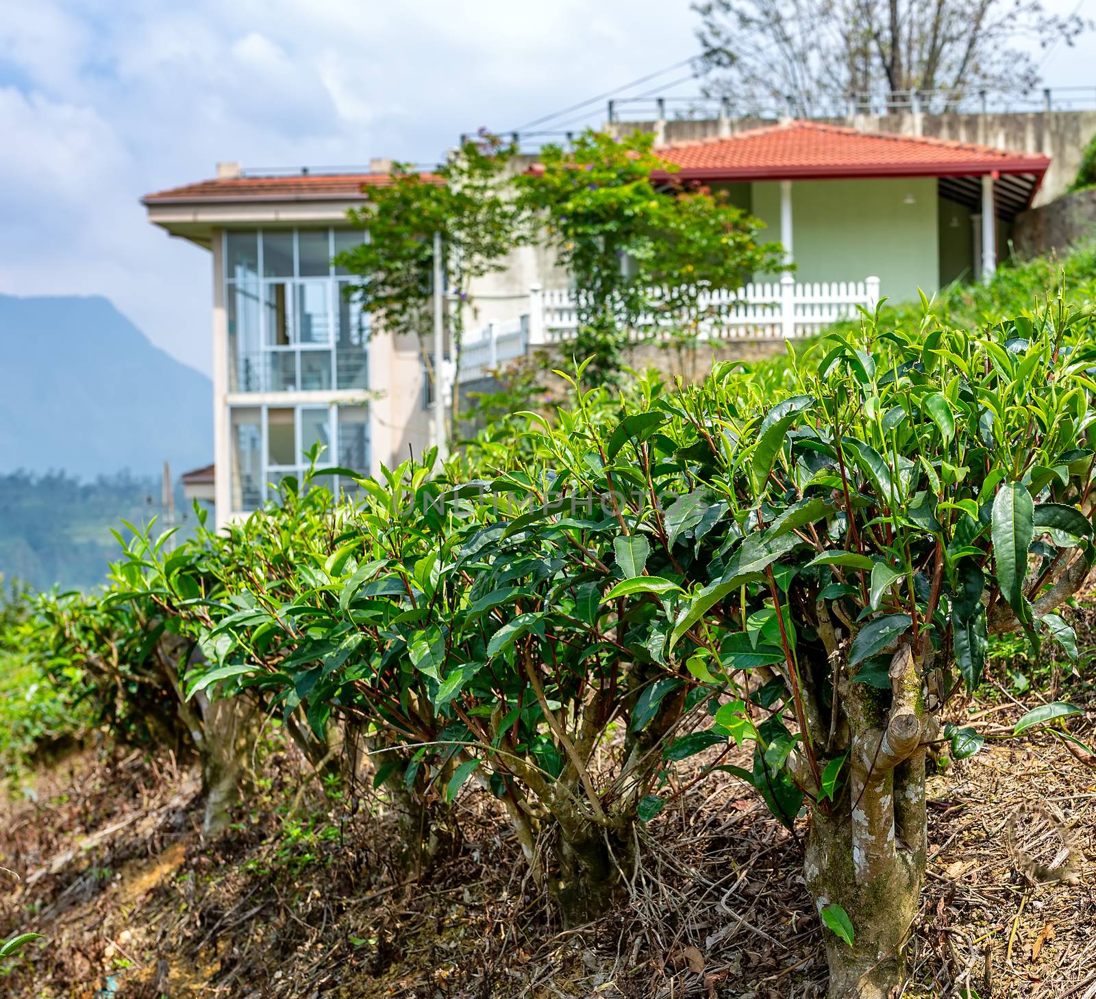 tea bushes, tea tree close-up on the background of a tea plantation and home. Sri Lanka Ceylon