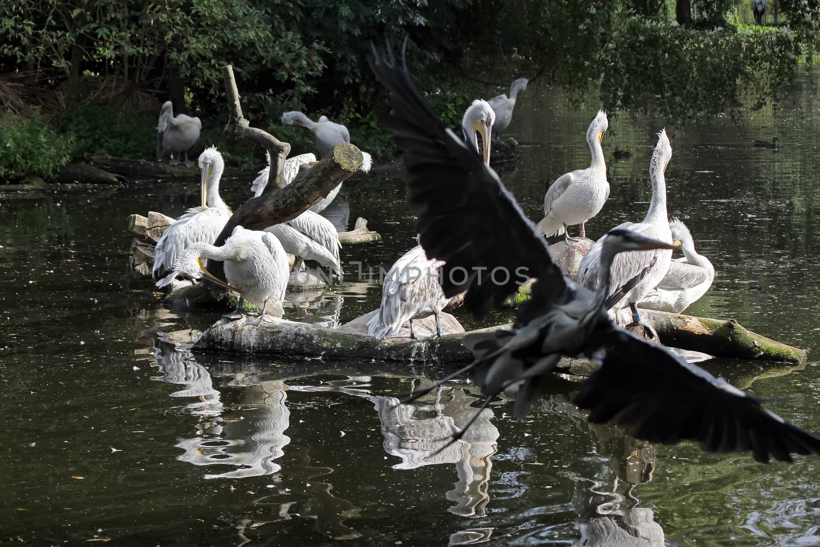 Pelicans in the pond. A flock of pelicans sits on a tree that has fallen in the water. In the foreground a stork takes off. A group of pelicans on water.