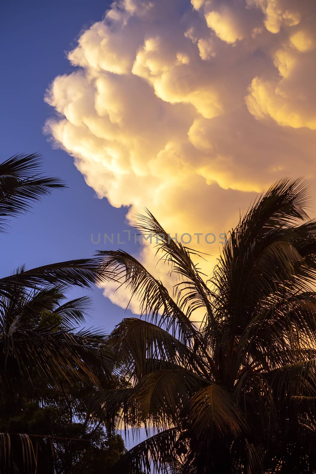 Cumulus clouds of during sunset on a background of palm trees. by 977_ReX_977