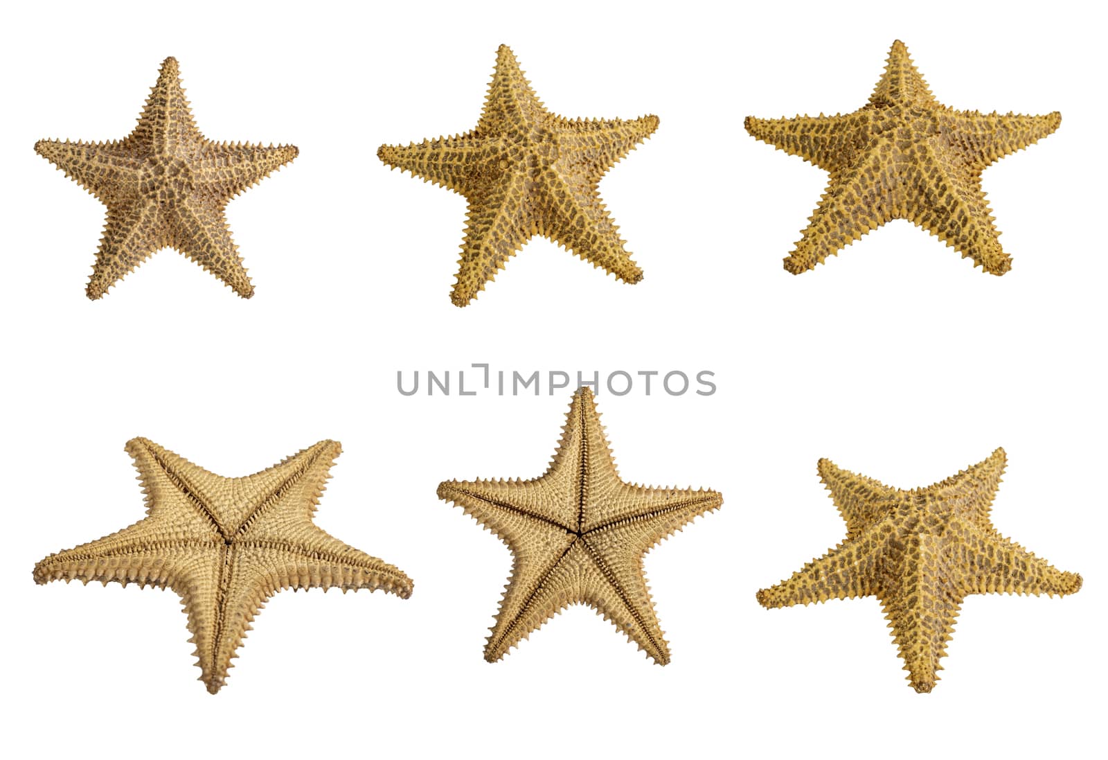 Set of starfish brown isolated on a white background. Close-up. Side view