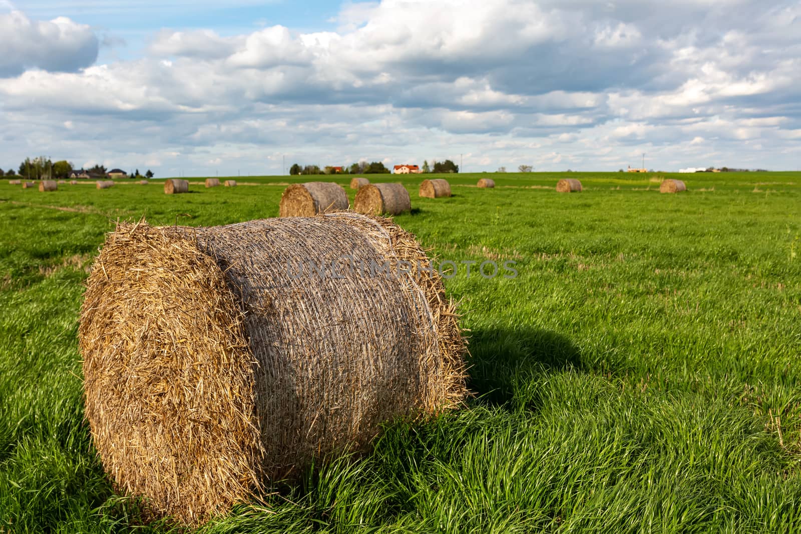 Hay bale on green lush grass against a blue sky. Livestock feed. by 977_ReX_977