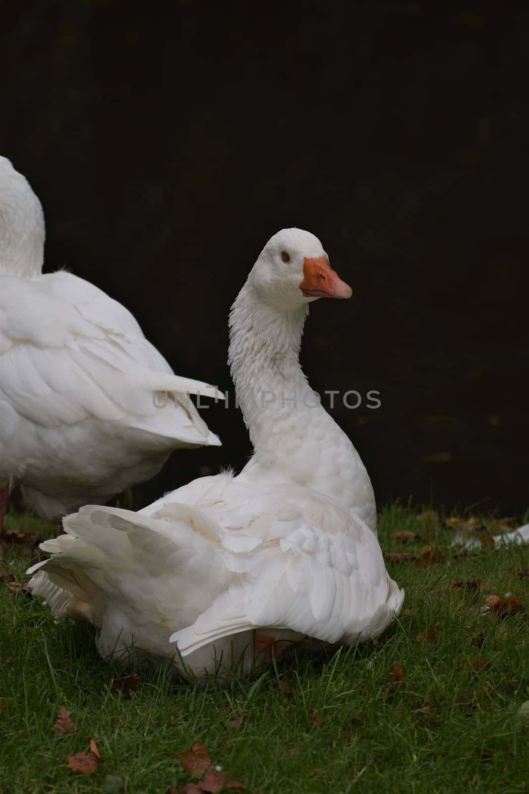 A white goose with blue eyes and an orange beak sits on grass in front of a pond by Luise123