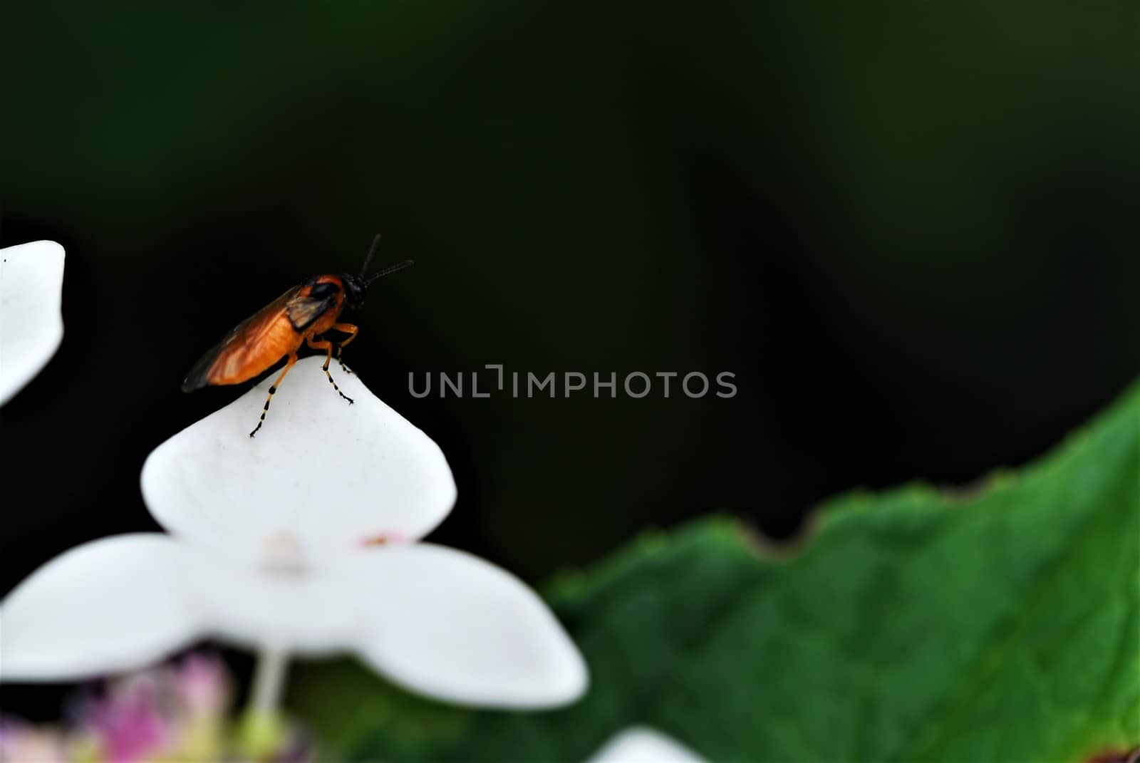 Orange insect with black head and orange black striped legs on white flower leaf against a green blurred background