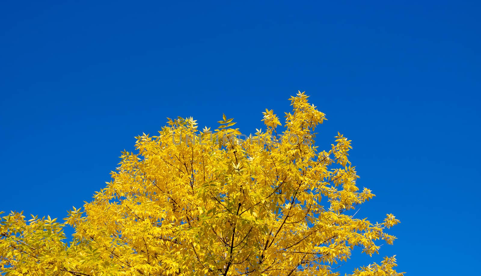 Bright autumn background of nature. Yellow autumn ash leaves against a blue sky.