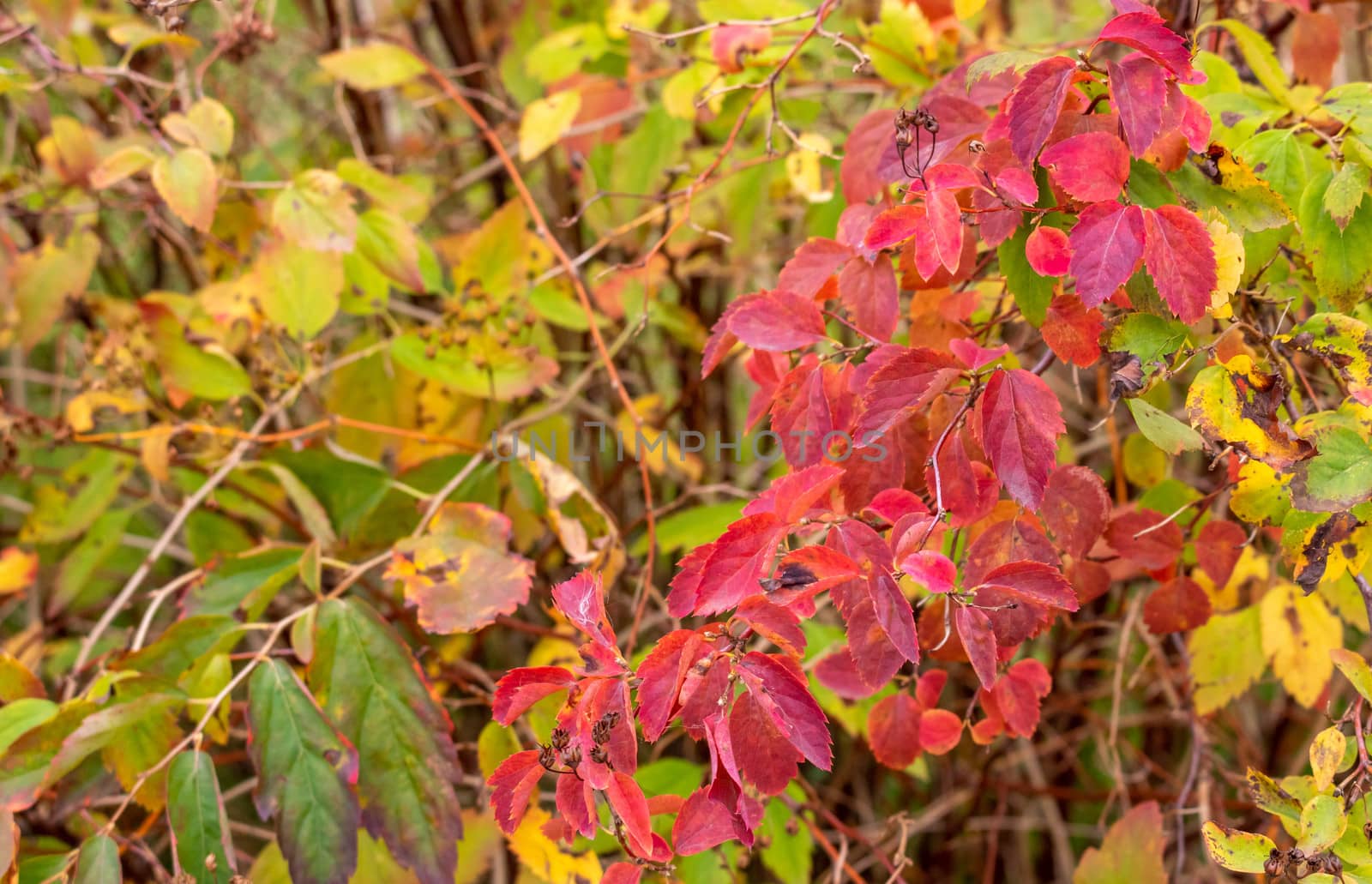 Abstract background of autumn leaves. Autumn background.