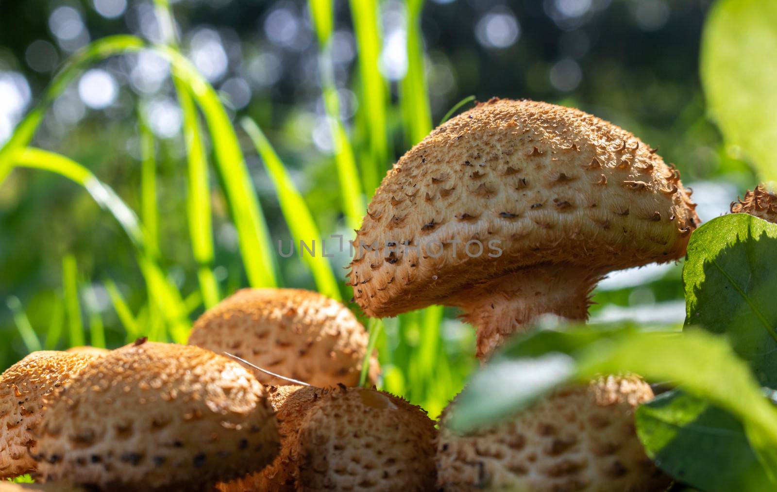 A large number of edible wild mushrooms in the grass in the forest. Nature and food.