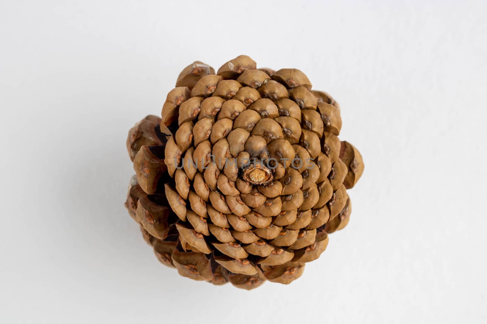 Inverted pine cone isolated on a white background.