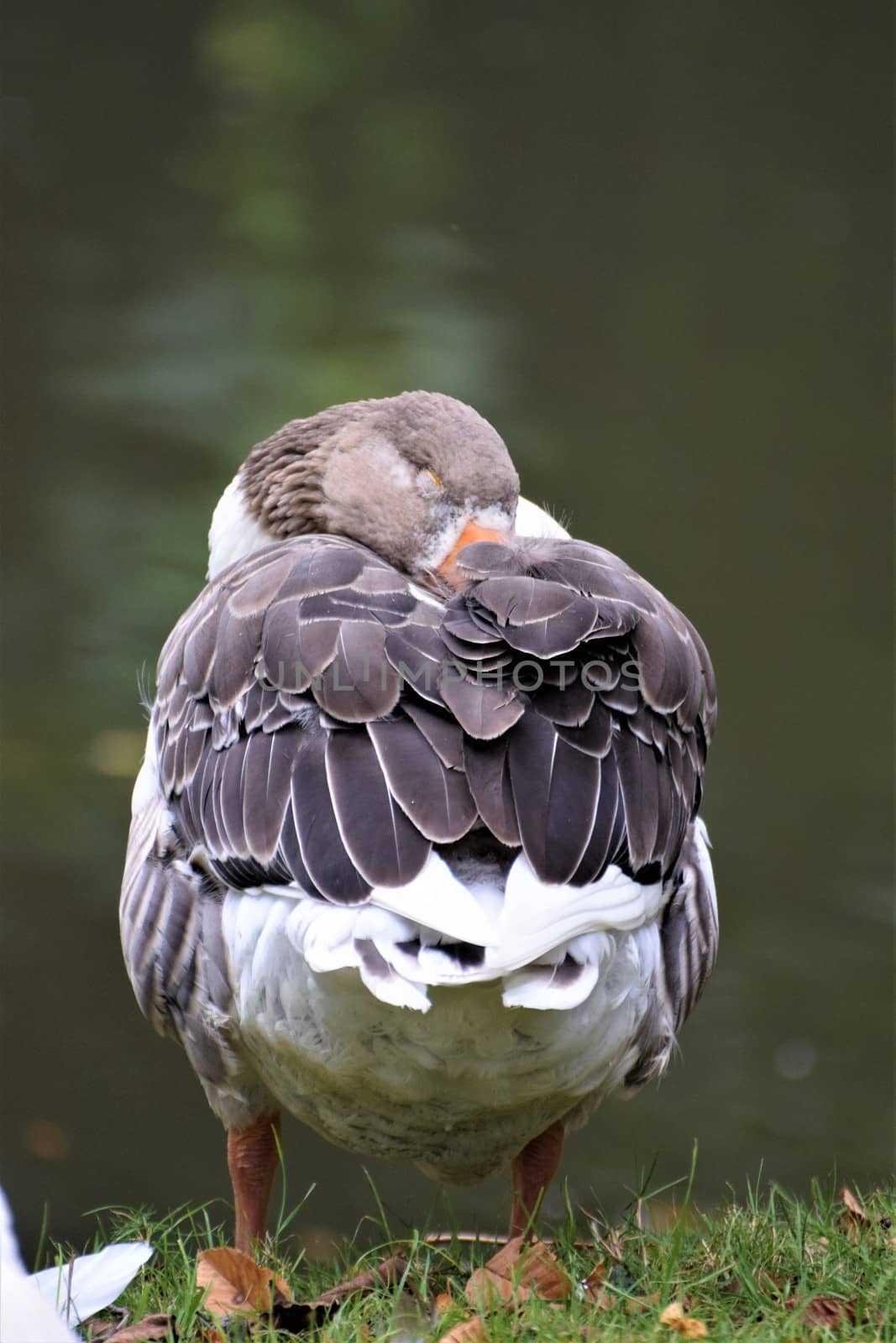 Sleeping gray white goose standing on grass from behind by Luise123