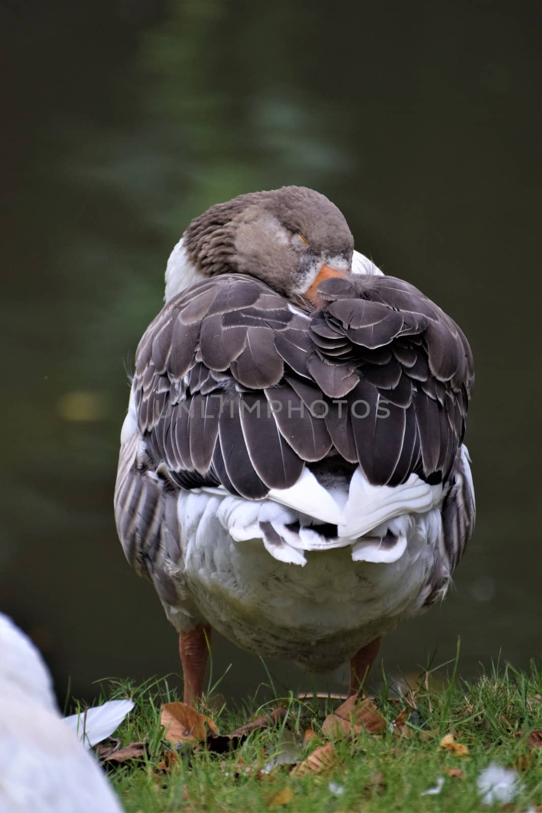 Standing sleeping gray white goose from behind by Luise123