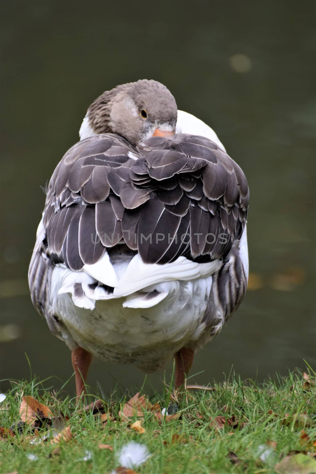 Sleeping gray white goose standing on grass from behind in front of a pond by Luise123