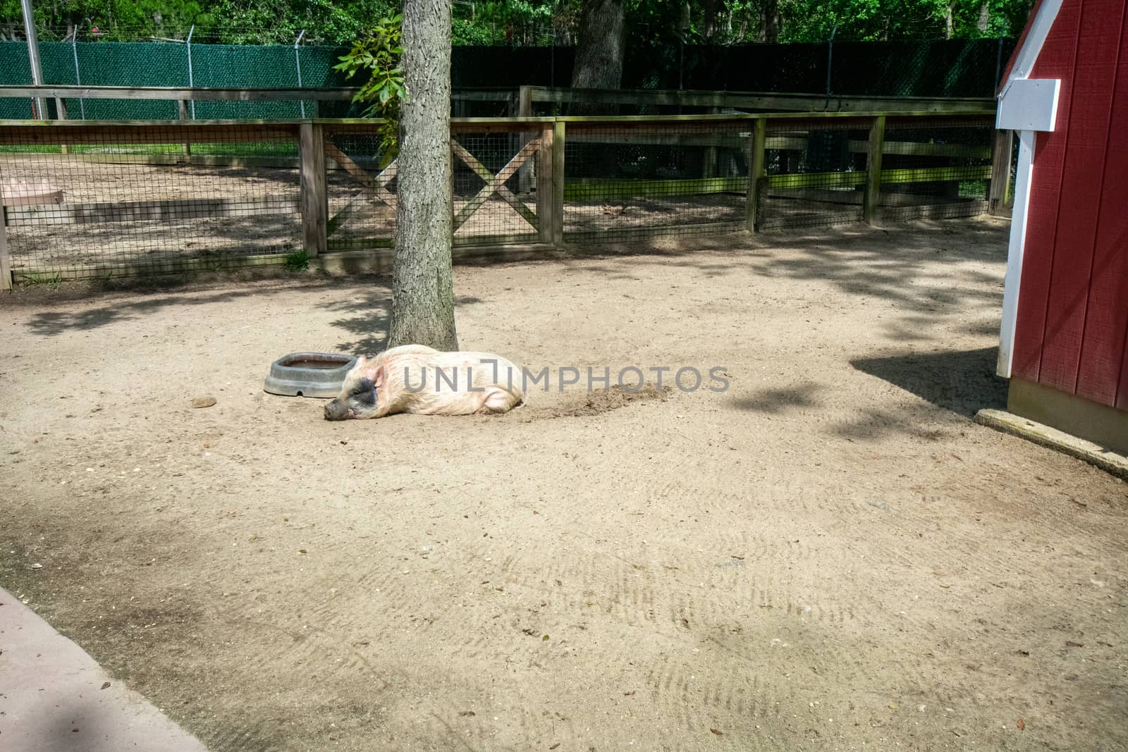 A Large White Hog Laying Down in an Enclosure in a Zoo by bju12290
