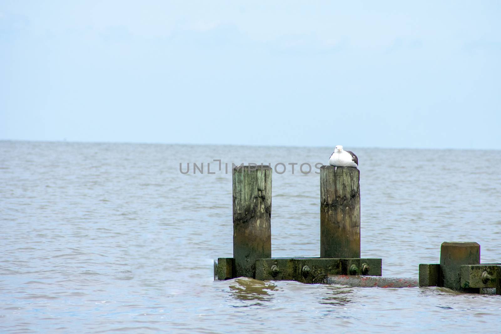 A Wooden Pole Sticking Up Out of the Water With a Large Seagull  by bju12290