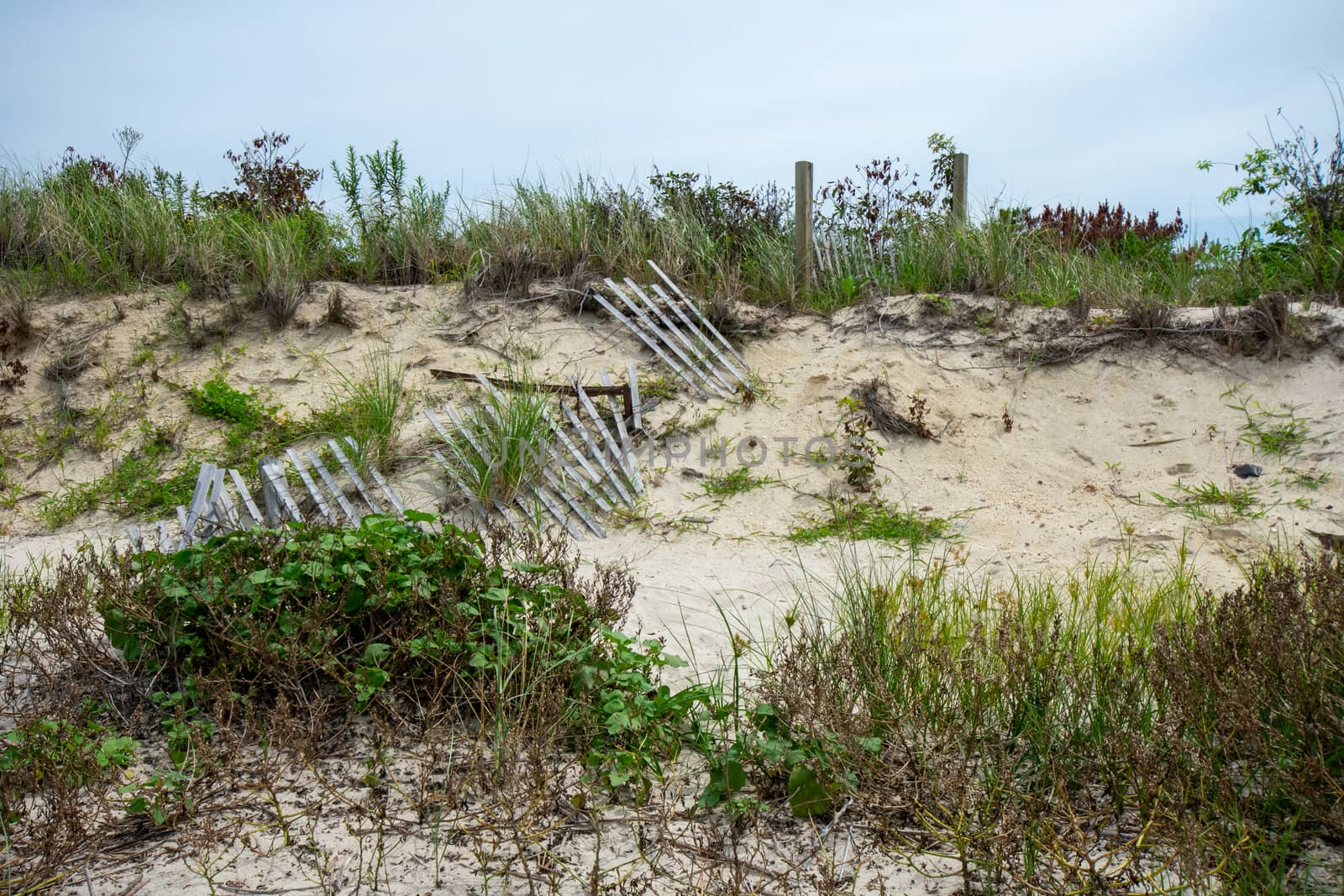 A Sand Dune With a Broken Wood Fence And Overgrown Plants on the by bju12290