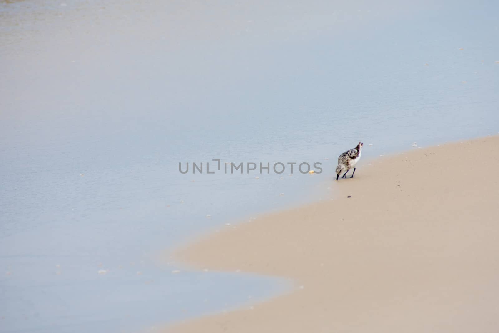A Small Bird on a Beach Sticking Its Beak in the Sand in Search  by bju12290