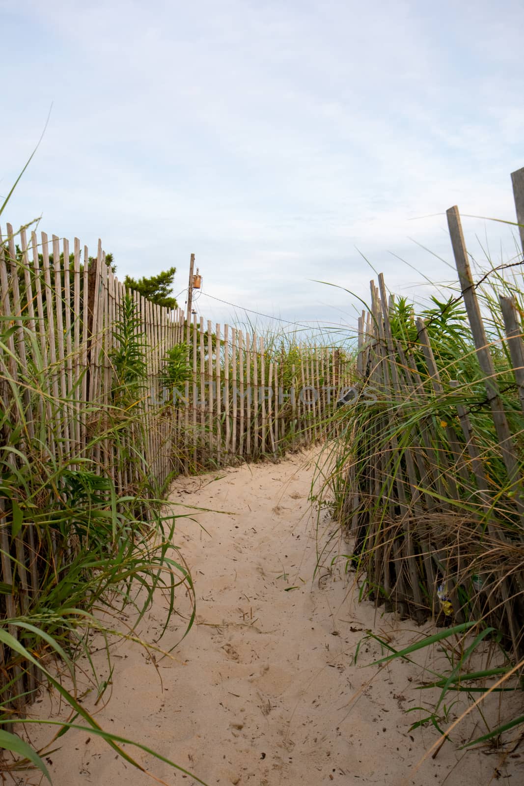 A Sandy Path At the Beach With an Old Wooden Fence and Overgrown Plants on Each Side