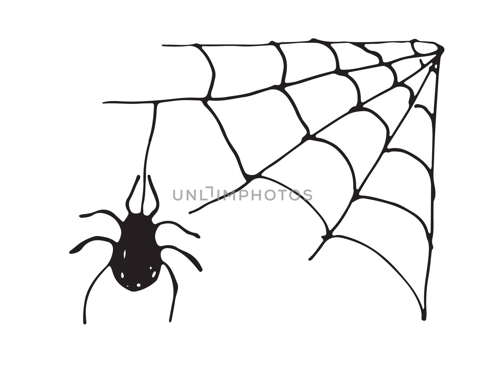 Spider web Hand drawn sketched web vector illustration isolated on white background.