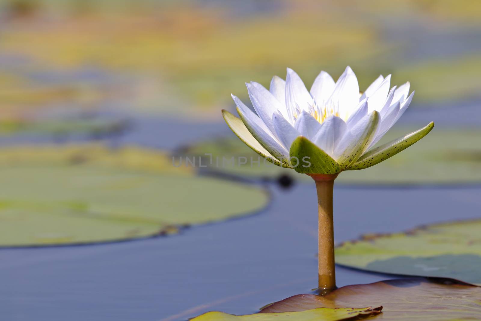 White Star Lotus Waterlily In Pond (Nymphaea nouchali) by jjvanginkel