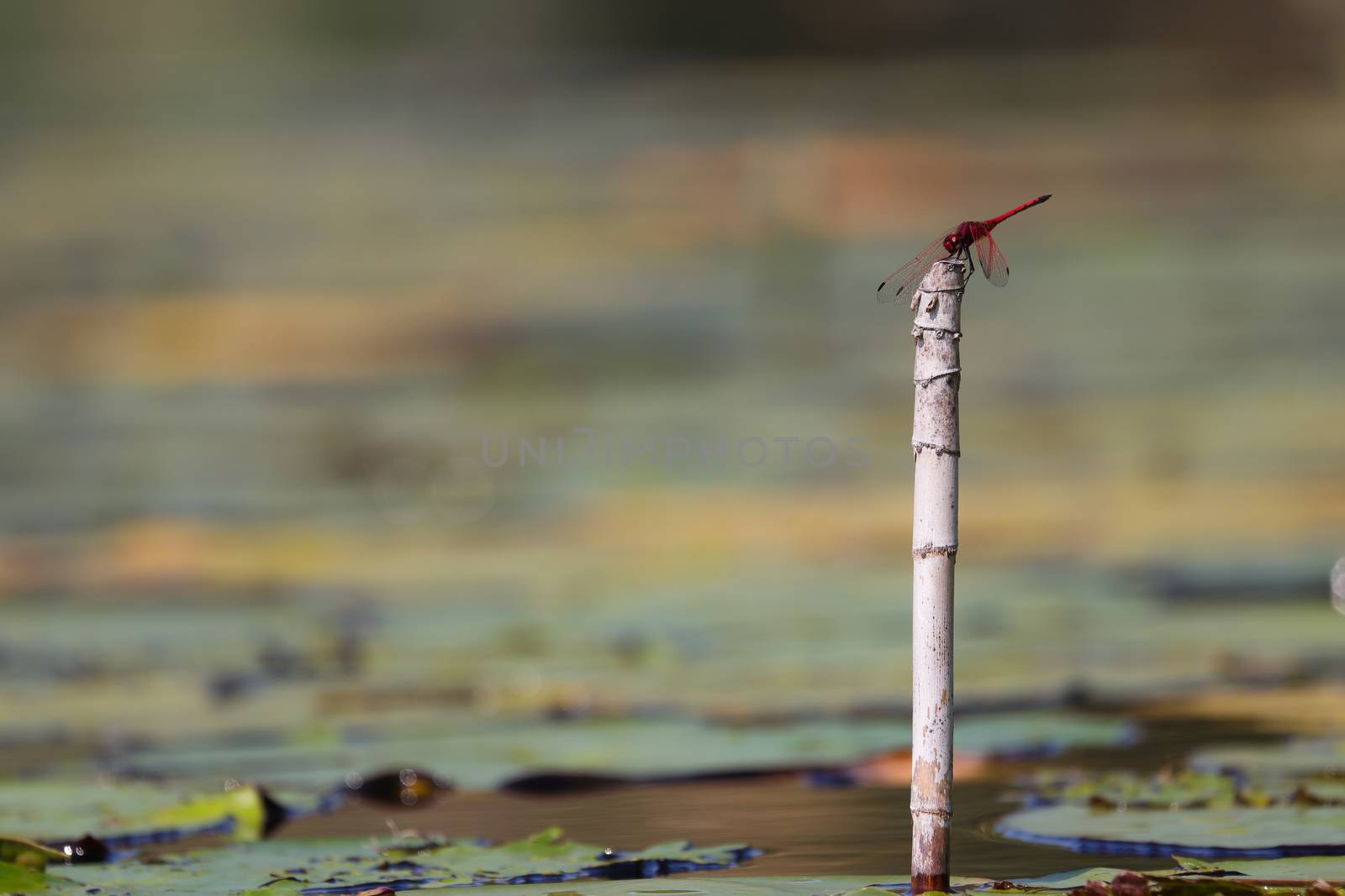 Red-Veined Dropwing Dragonfly On Reed Stalk (Trithemis arteriosa) by jjvanginkel