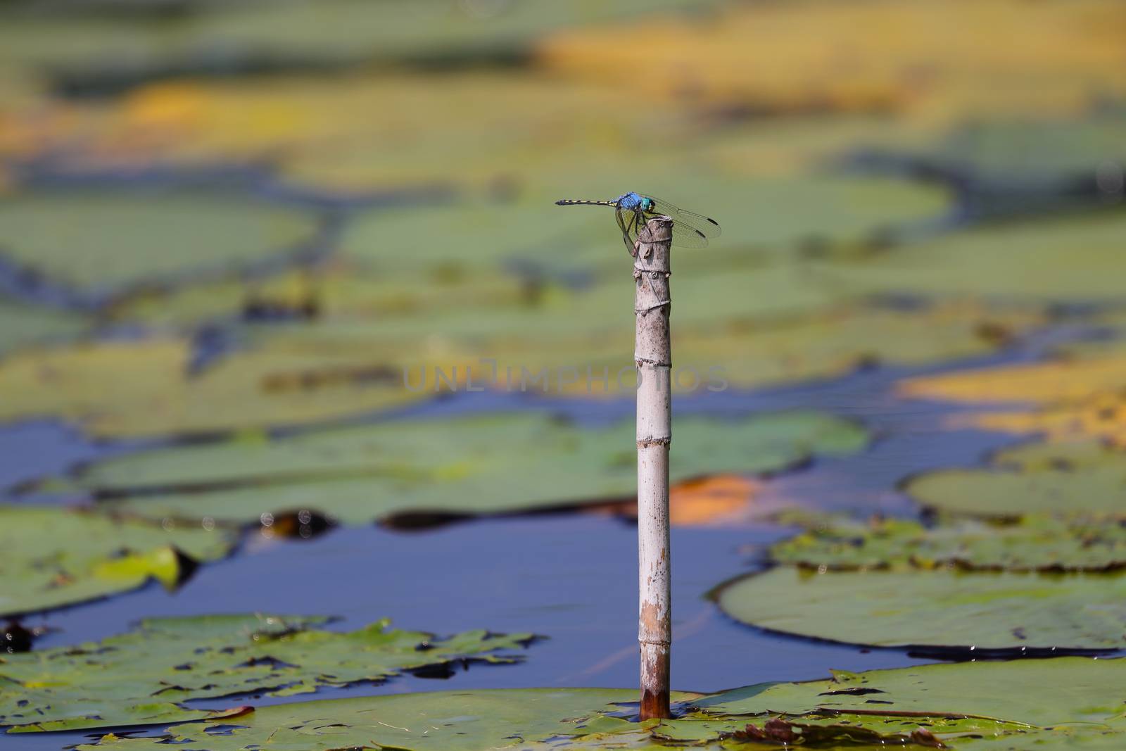 Jaunty dropwing dragonfly (Trithemis stictica) perched on reed stalk tip in a pond, Groot Marico, South Africa