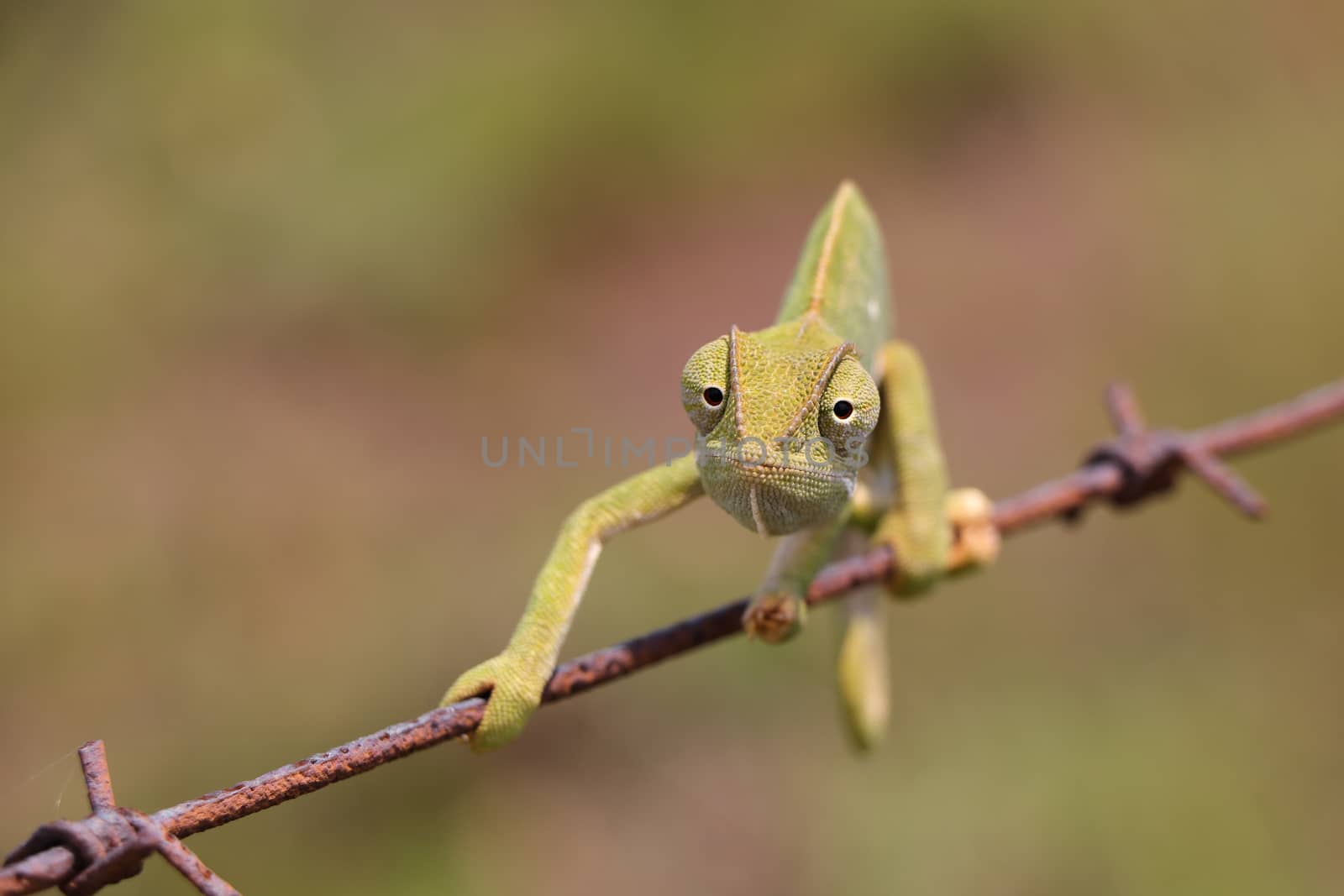 Flap Necked Chameleon On Wire Looking (Chamaeleo dilepis) by jjvanginkel