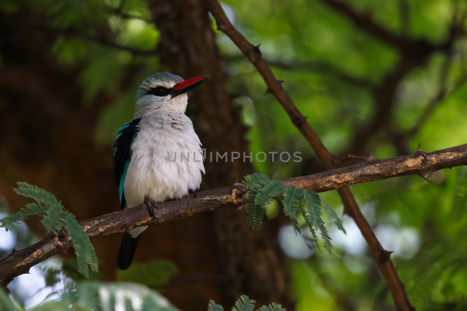 Woodland Kingfisher Ruffling Feathers In Tree (Halcyon senegalensis) by jjvanginkel