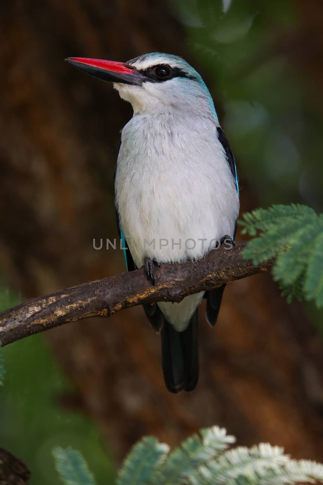 Woodland kingfisher bird (Halcyon senegalensis) perched on acacia tree branch, Pretoria, South Africa