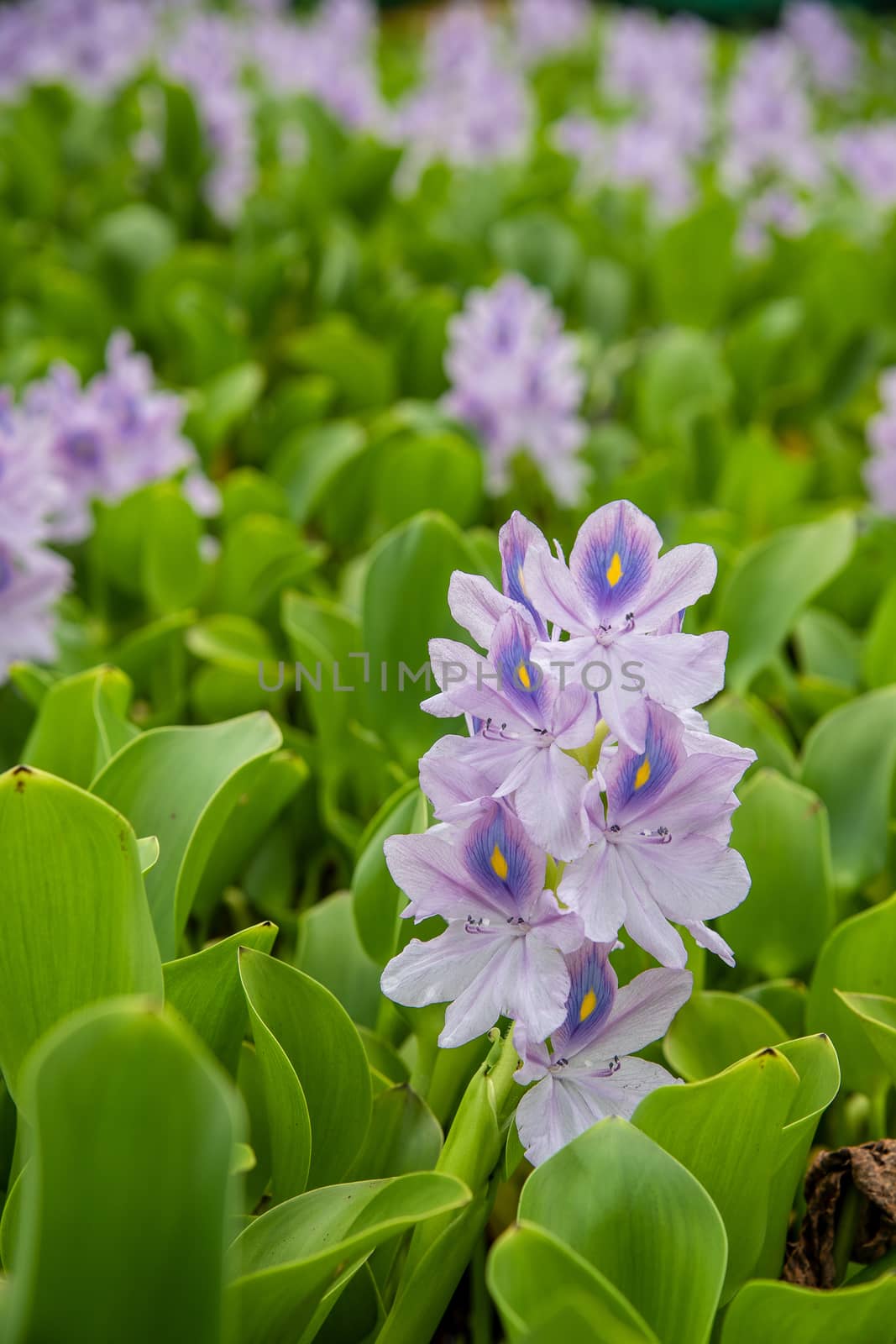Flowering Water Hyacinth or Eichhornia crassipes growing Wild in the pond