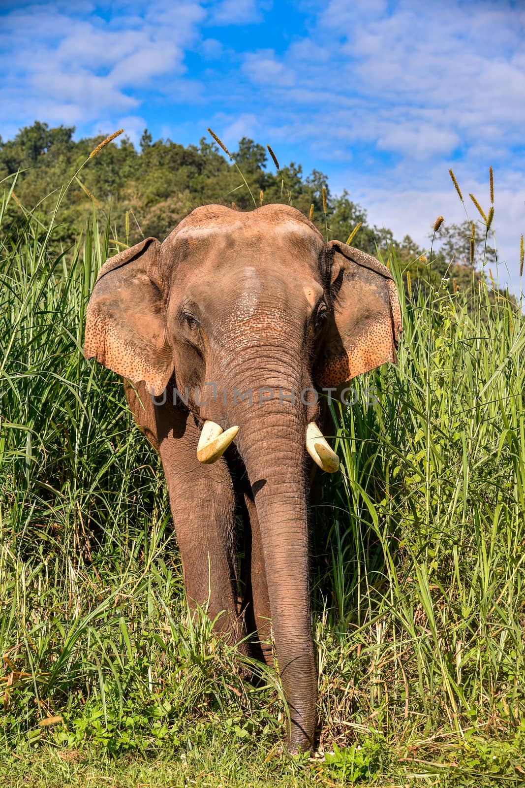 Asian Elephant It is a Big mammal. by NuwatPhoto