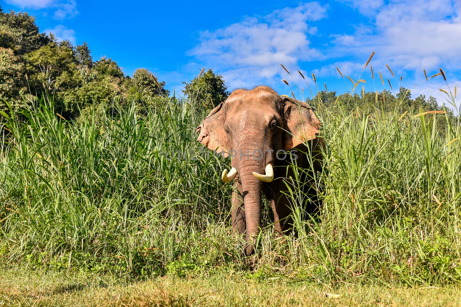 Asian Elephant It is a Big mammal. by NuwatPhoto