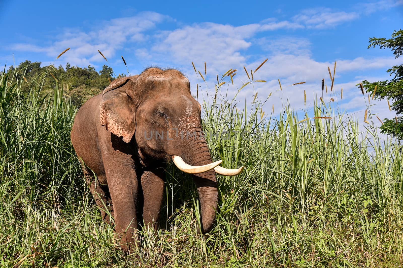 Asian Elephant (Elephas maximus) It is a Big mammal with green grass in the trunk.