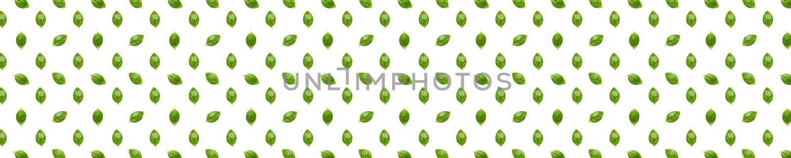 Basil banner. Green leaves of fresh italian basil background on whte backdrop. Basil leaves isolated on white background. flat lay by PhotoTime