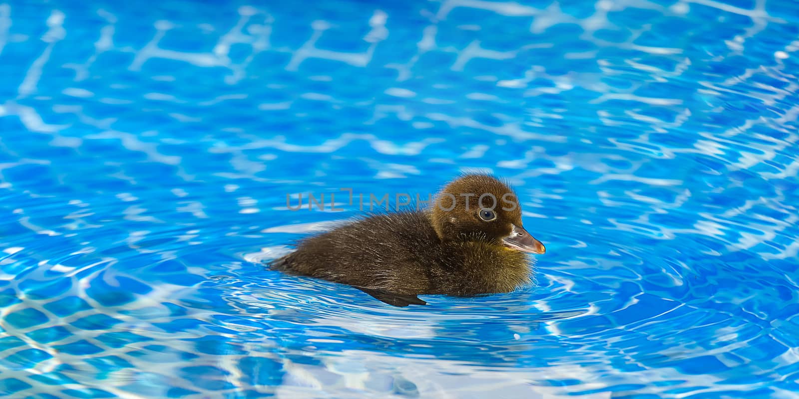 Brown small cute duckling in swimming pool. Black Duckling swimming in crystal clear blue water sunny summer day