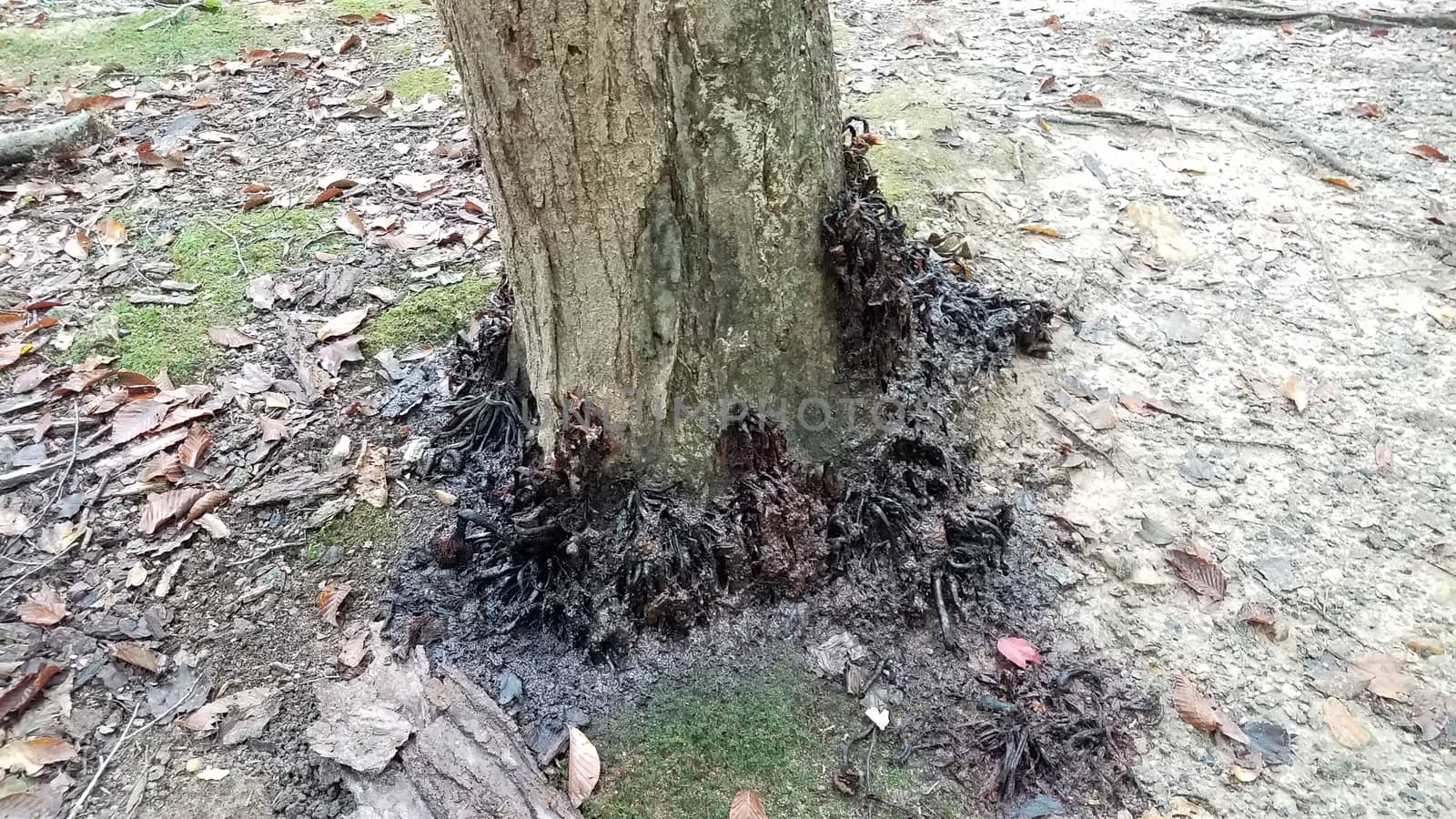 rotting disgusting black mushrooms on tree trunk by stockphotofan1