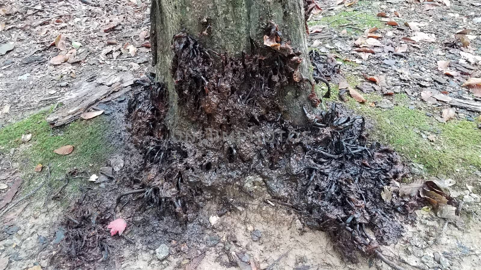 rotting smelly disgusting black mushrooms or fungus on tree trunk