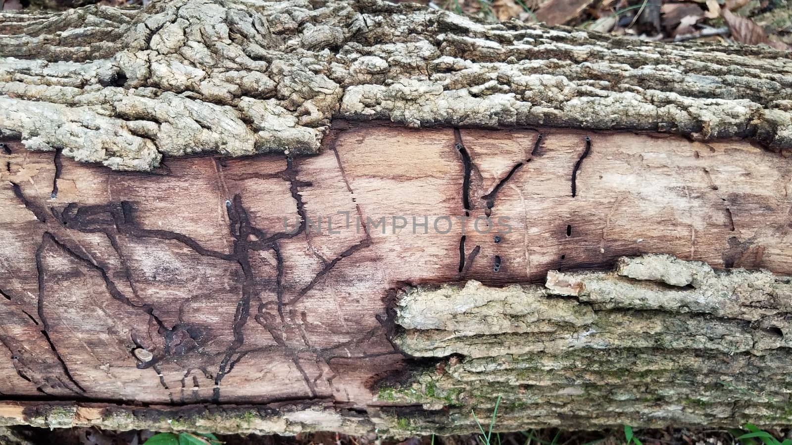 decaying wood log with termite insect or beetle or worm damage