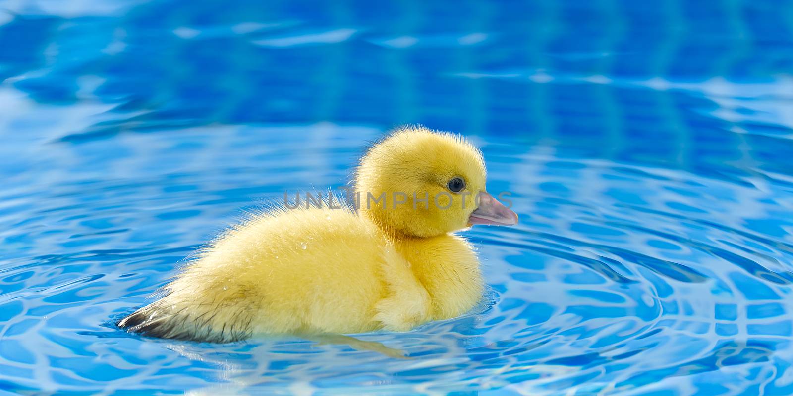 Yellow small cute duckling in swimming pool. Duckling swimming in crystal clear blue water sunny summer day