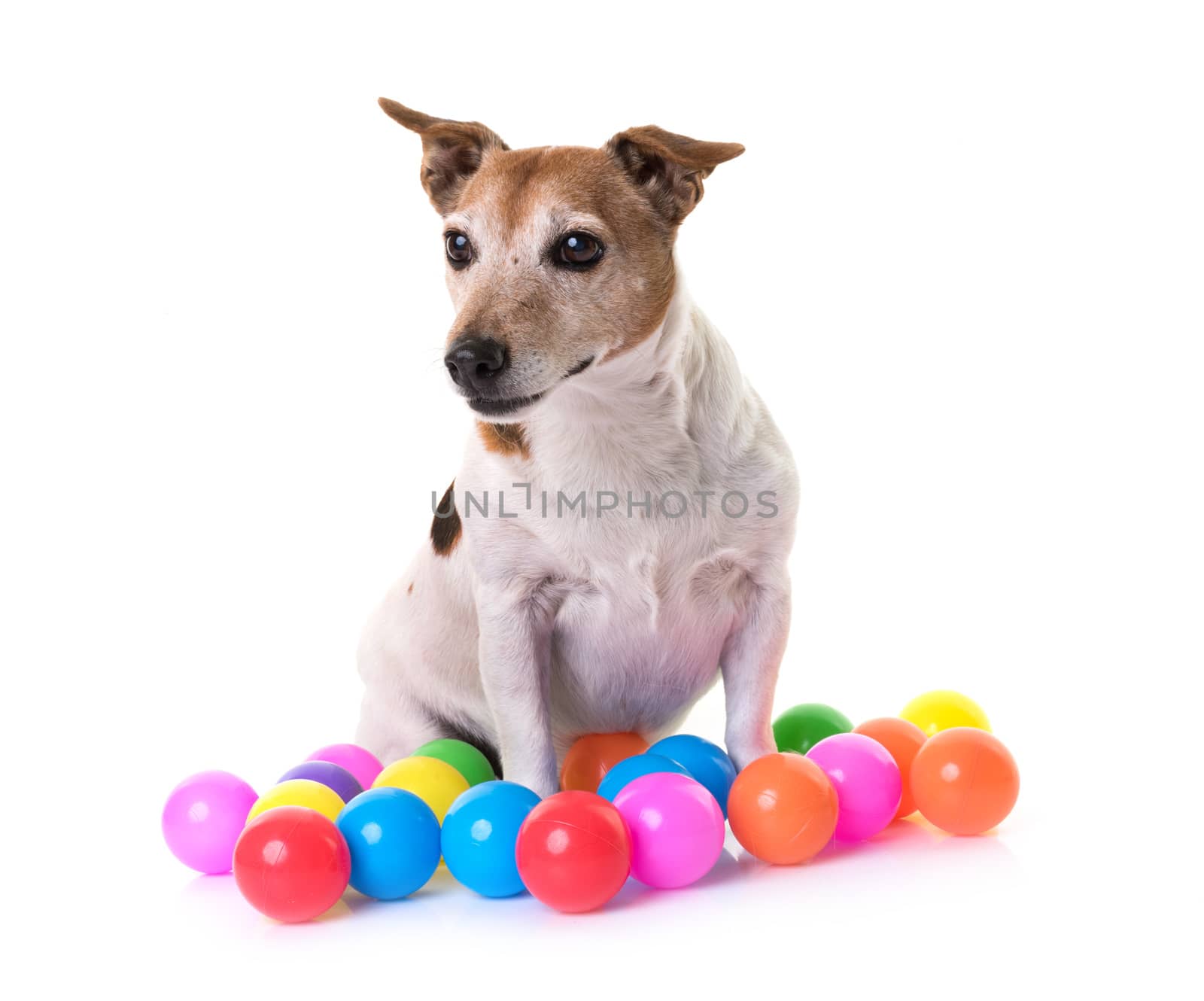 old jack russel terrier in front of white background