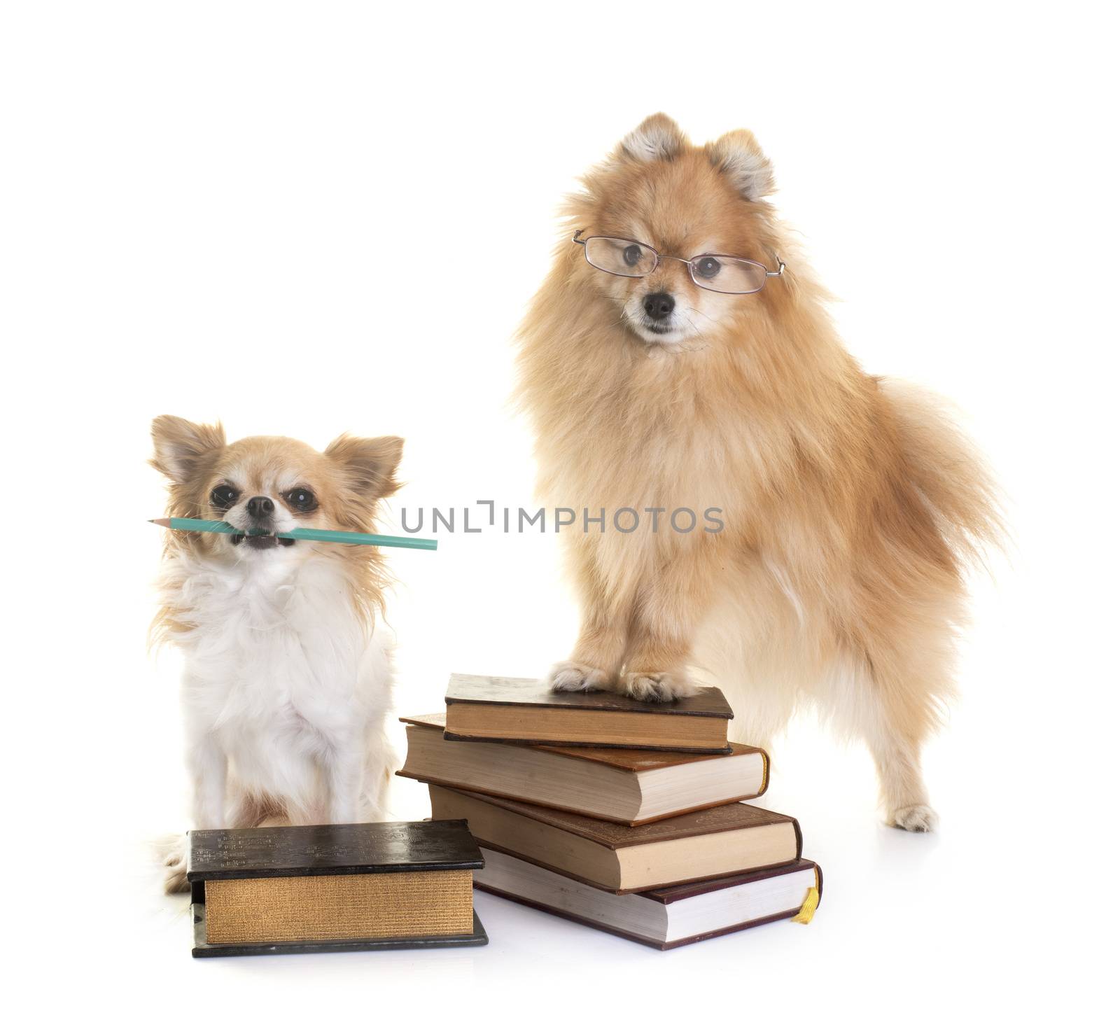 young pomeranian and chihuahua in front of white background